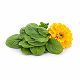 Lutein